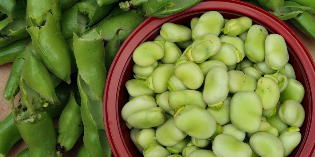 favas-banner