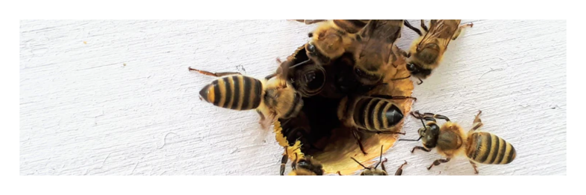 A Apicultora na Terra das abelhas